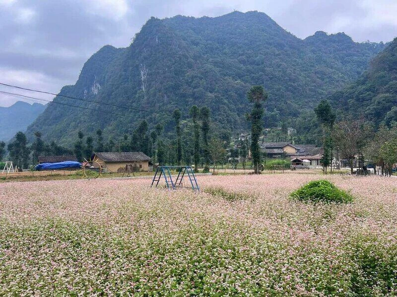 Mùa hoa Tam giác mạch tạo sức hút du lịch ở Cao nguyên đá Tuyên Quang - Hình 1