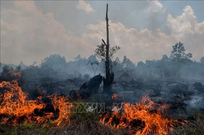 Indonesia báo động nguy cơ cháy rừng nghiêm trọng do El Nino - Hình 1