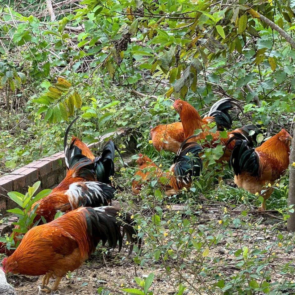 3 hòn đảo hoang sơ không phải ai cũng biết ở Quảng Ninh, nhiều món hải sản ngon - Hình 6