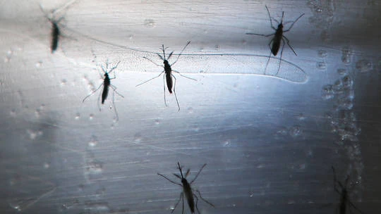Israel ghi nhận ca tử vong đầu tiên do virus Tây sông Nile - Hình 1