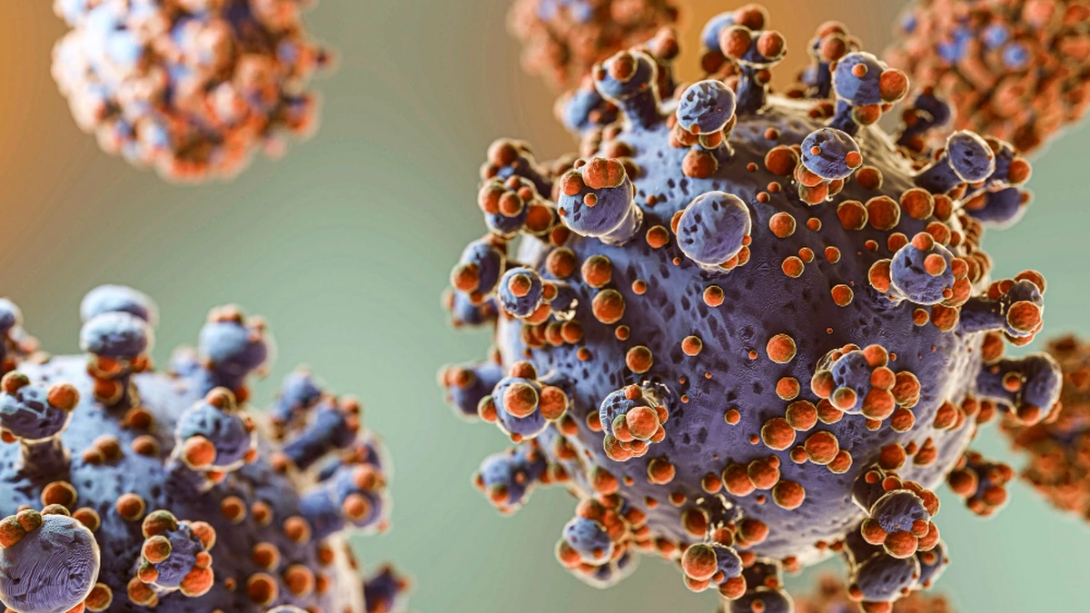 Pháp ghi nhận ca nhiễm mới virus Hanta chủng Andes - Hình 1