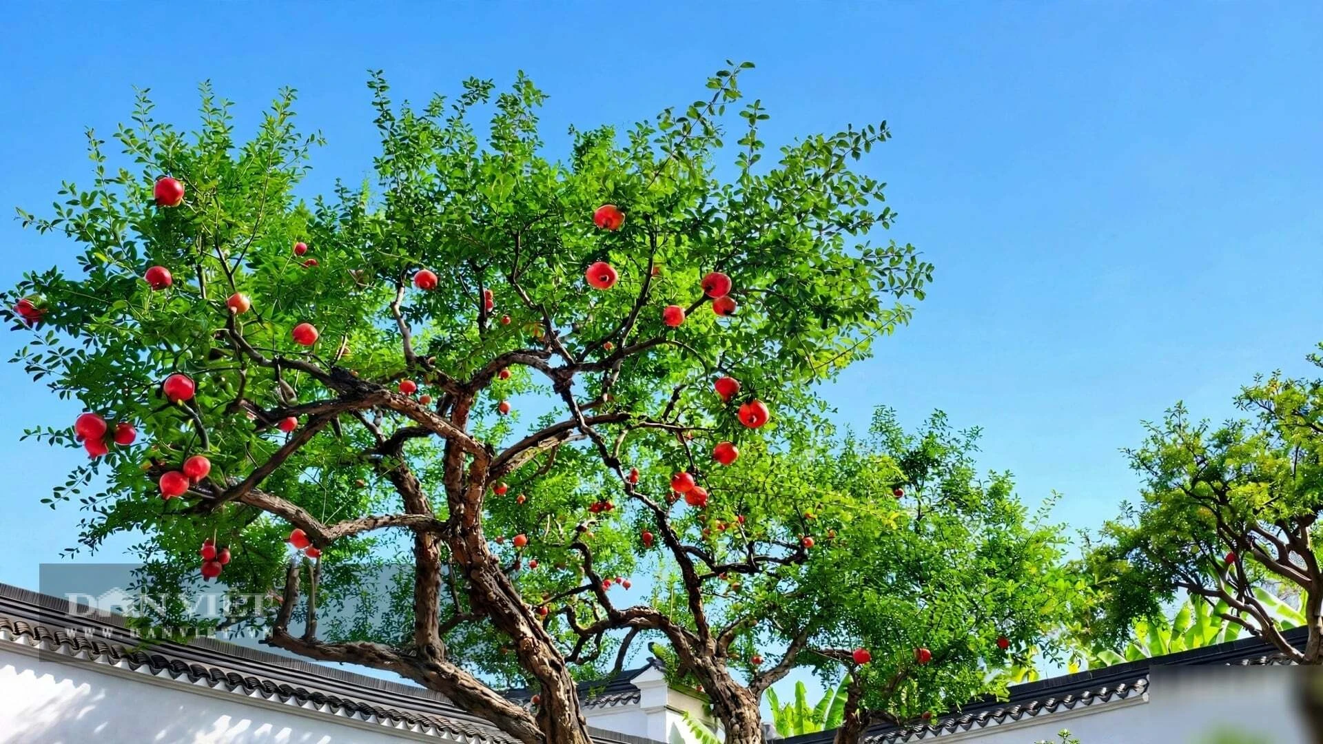 Cây cảnh phong thủy số 1 người giàu coi trọng, mùa thu thắp nghìn đèn lồng, phúc khí 100 năm bén rễ - Hình 10