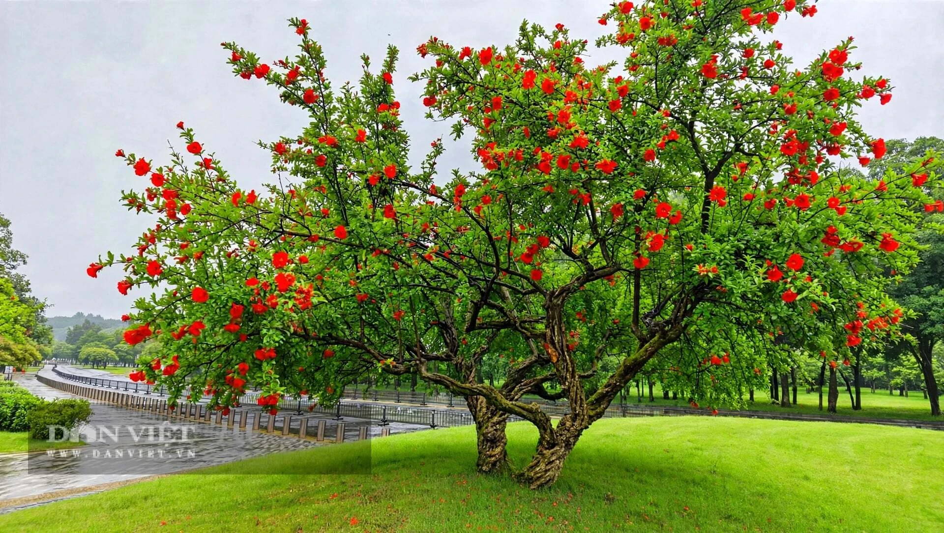 Cây cảnh phong thủy số 1 người giàu coi trọng, mùa thu thắp nghìn đèn lồng, phúc khí 100 năm bén rễ - Hình 2