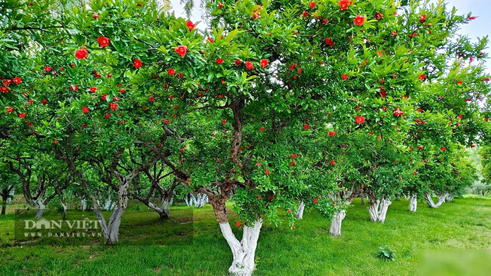 Cây cảnh phong thủy số 1 người giàu coi trọng, mùa thu thắp nghìn đèn lồng, phúc khí 100 năm bén rễ - Hình 3
