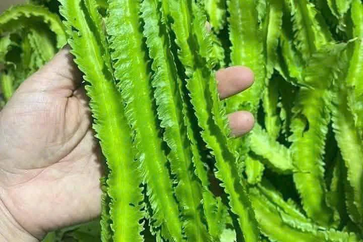 Tác dụng của loại đậu được ví như rồng xanh trong vườn - Hình 1