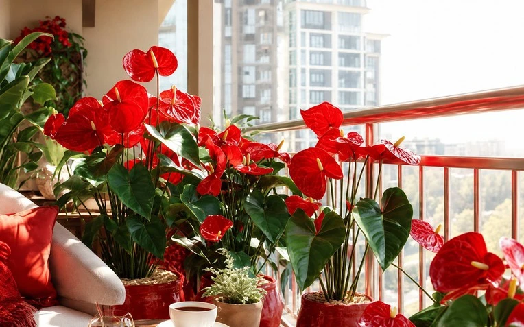 5 cây hợp người mệnh Hỏa - Hình 1