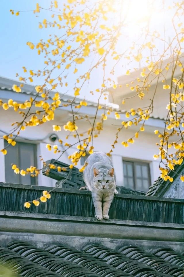 5 cây hợp người mệnh Hỏa - Hình 5