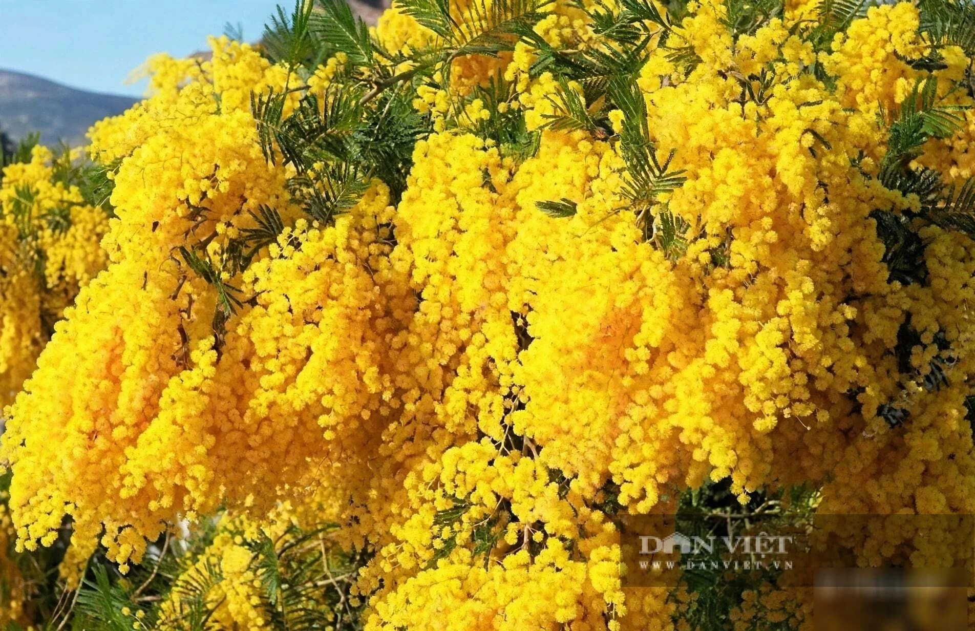 Cây cảnh tụ tài, lá tựa đồng xu bạc, hoa như ngàn đốm nắng, giữ lửa cho gia đạo những tháng cuối năm - Hình 5