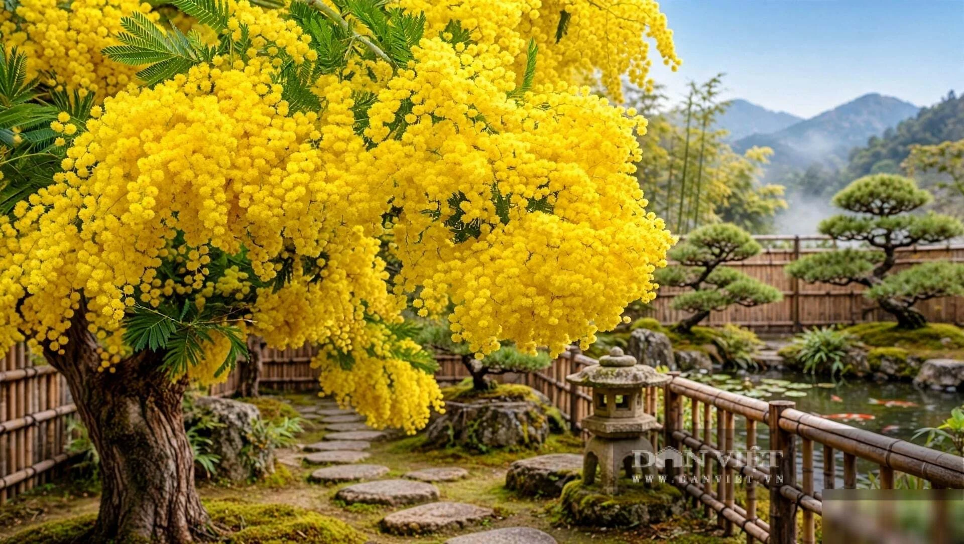 Cây cảnh tụ tài, lá tựa đồng xu bạc, hoa như ngàn đốm nắng, giữ lửa cho gia đạo những tháng cuối năm - Hình 1