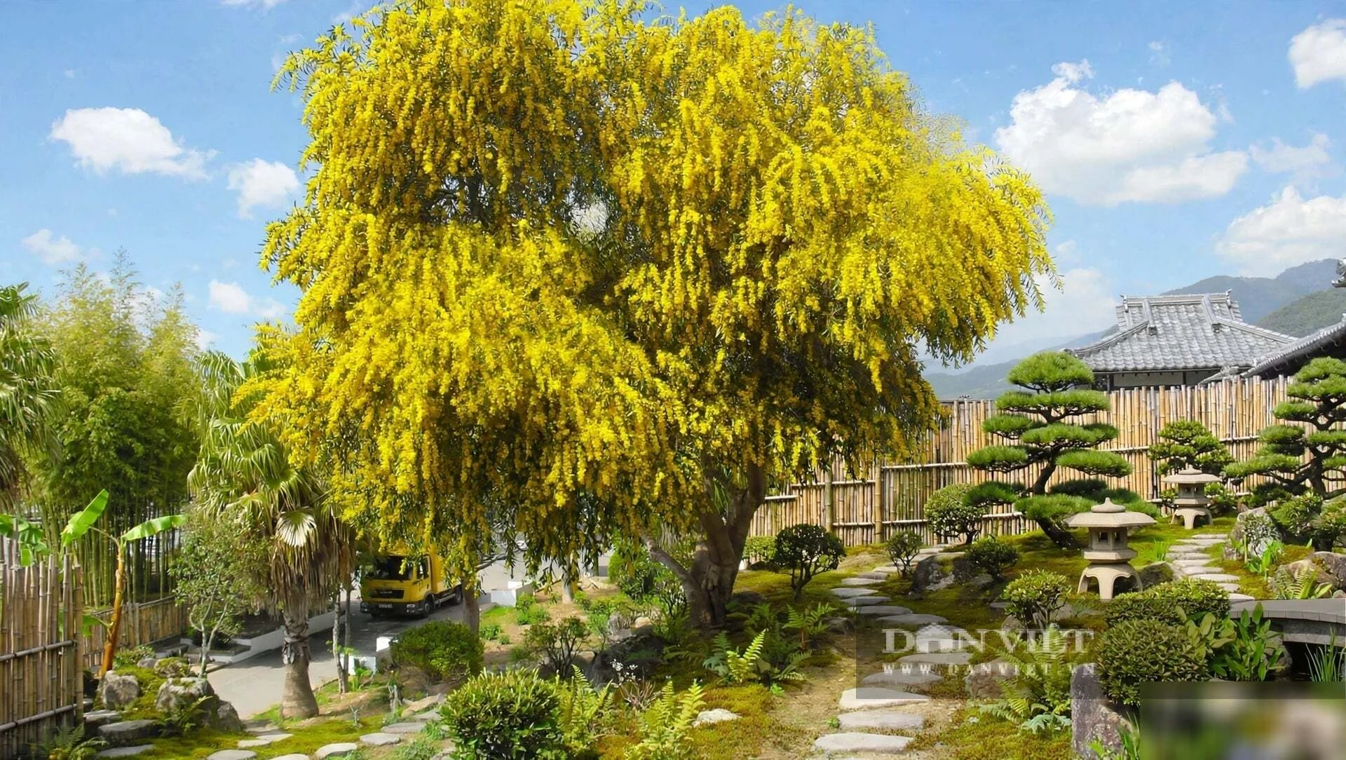 Cây cảnh tụ tài, lá tựa đồng xu bạc, hoa như ngàn đốm nắng, giữ lửa cho gia đạo những tháng cuối năm - Hình 4