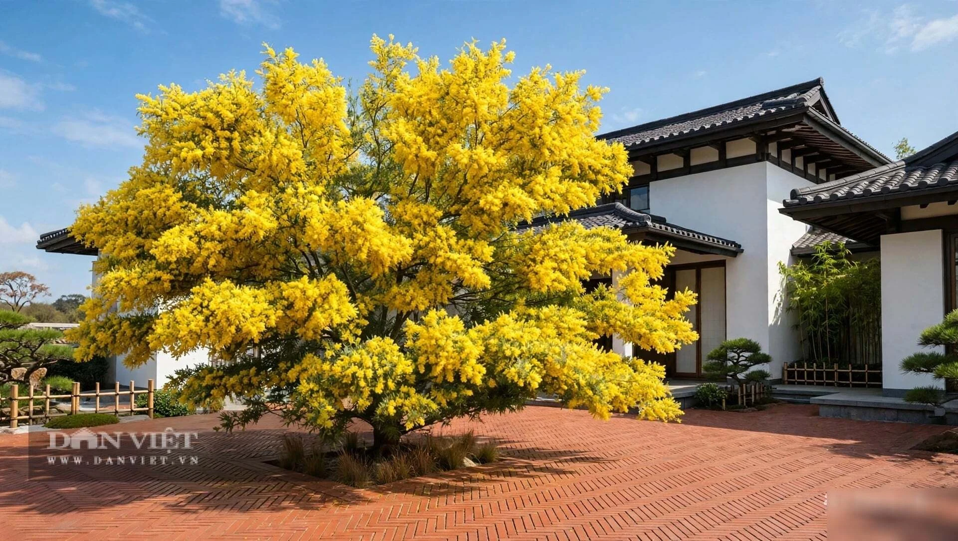 Cây cảnh tụ tài, lá tựa đồng xu bạc, hoa như ngàn đốm nắng, giữ lửa cho gia đạo những tháng cuối năm - Hình 6