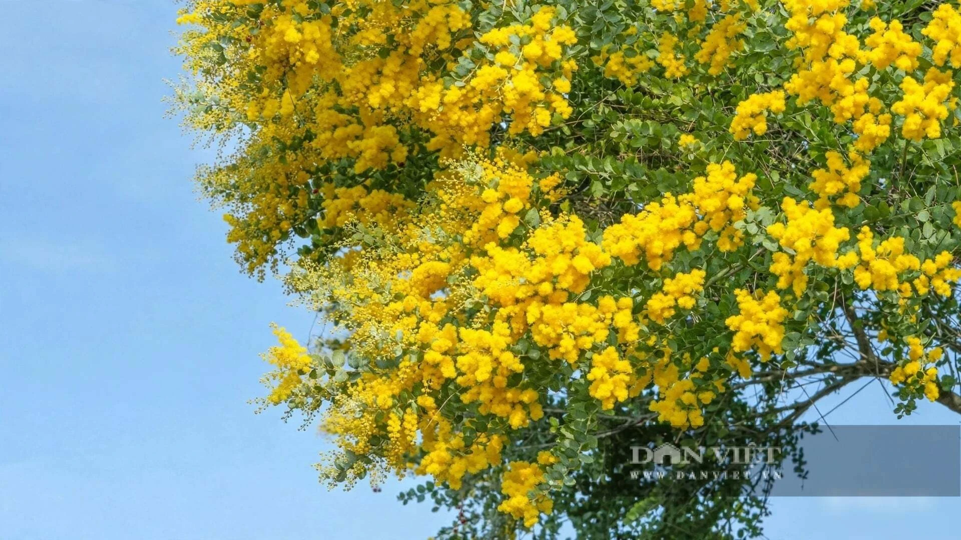 Cây cảnh tụ tài, lá tựa đồng xu bạc, hoa như ngàn đốm nắng, giữ lửa cho gia đạo những tháng cuối năm - Hình 7