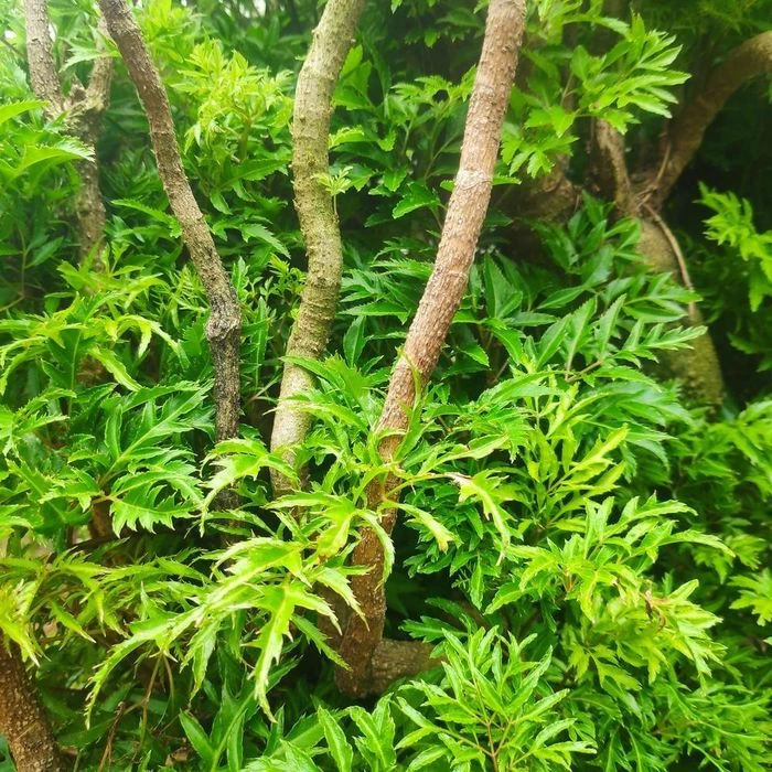 Lá đinh lăng có thể ăn như rau, nhưng không nên lạm dụng - Hình 1