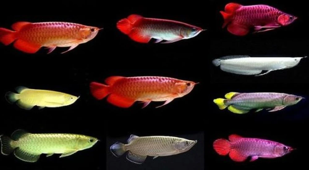Loài cá phong thủy nuôi trong nhà giúp gia chủ có sự nghiệp thăng hoa, tài lộc nở rộ - Hình 2