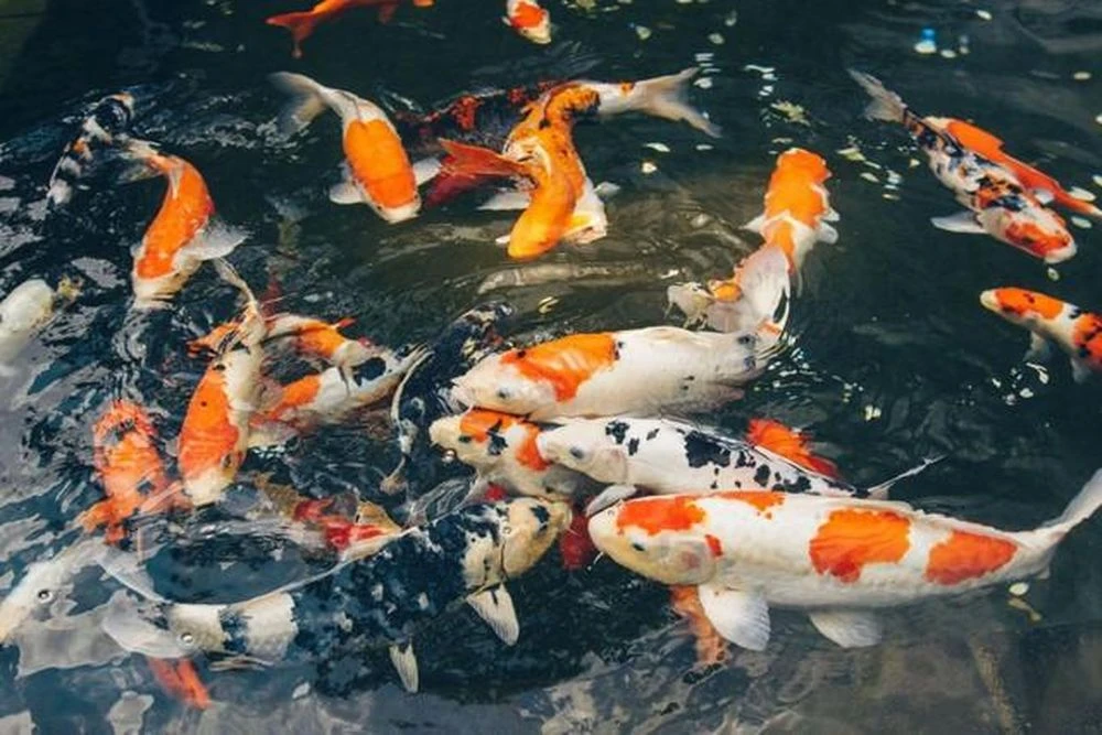 Loài cá phong thủy nuôi trong nhà giúp gia chủ có sự nghiệp thăng hoa, tài lộc nở rộ - Hình 1
