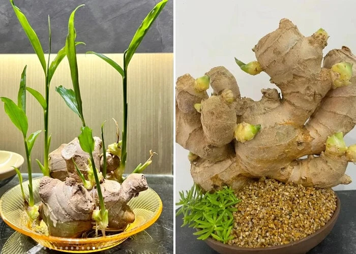 4 lý do nên trồng gừng trong nhà - Hình 1