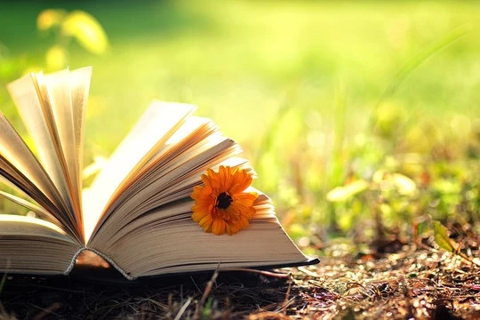 Tử vi tuần mới 28/9 - 4/10/2026: Tuổi Mão mở thêm hướng mới, tuổi Dậu kiên trì mục tiêu - Hình 3