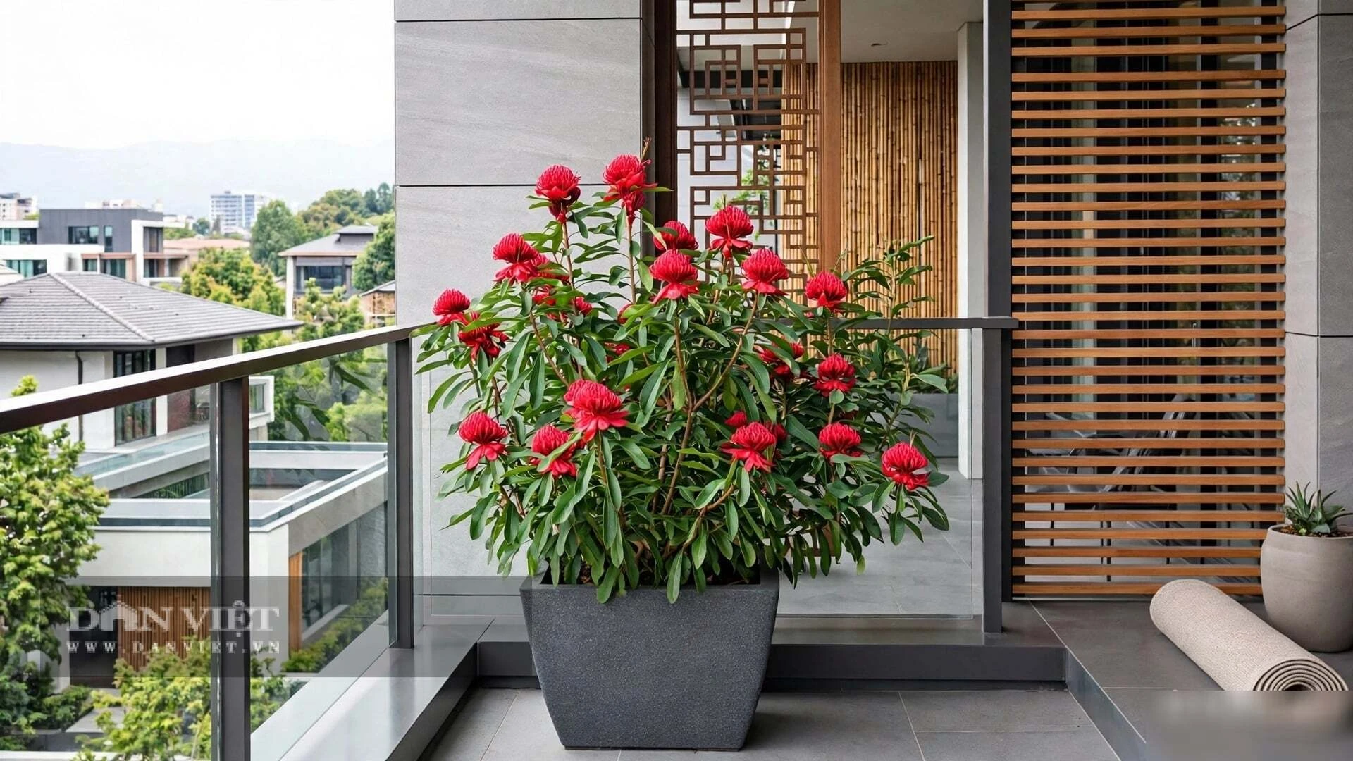 3 cây cảnh vượng khí, hoa đỏ hiếm lạ, người giàu thích nhất, trồng trong nhà chiêu tài, trấn trạch, an gia - Hình 8
