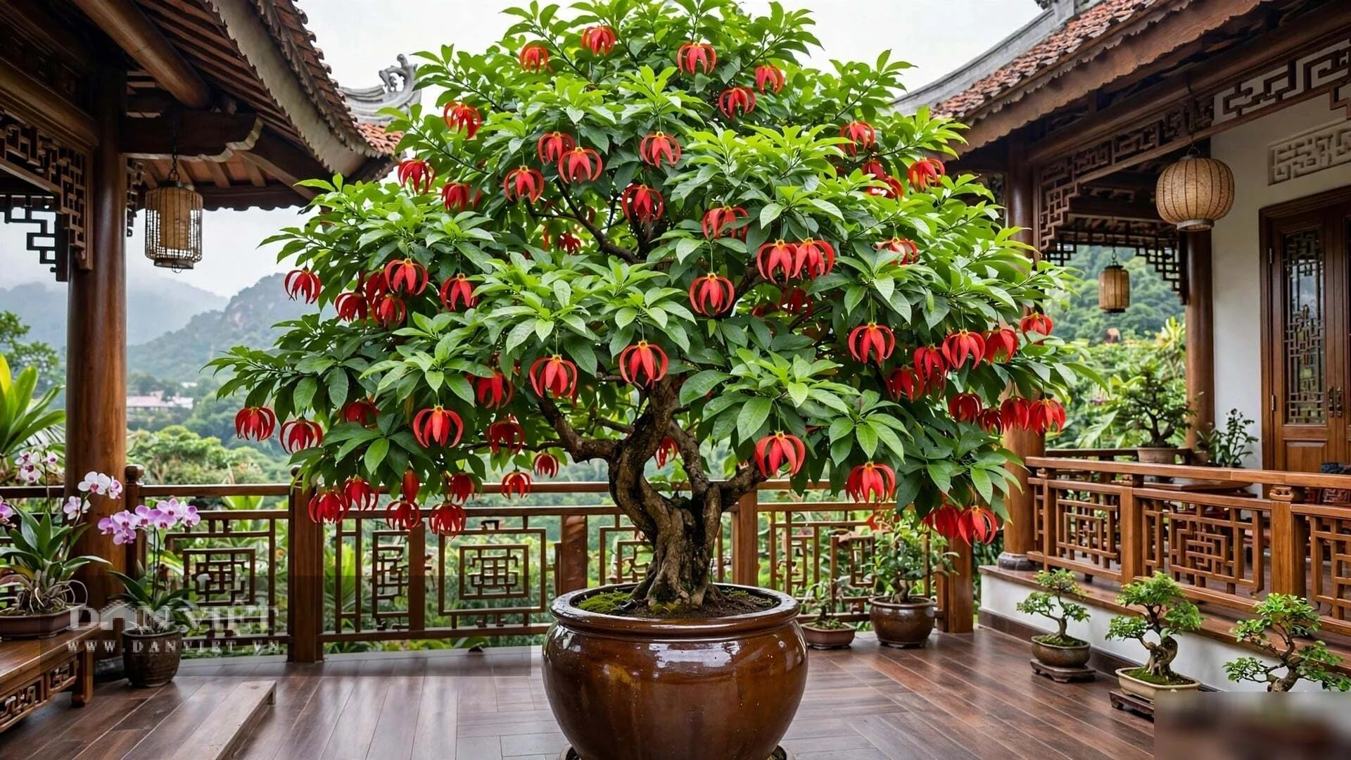 3 cây cảnh vượng khí, hoa đỏ hiếm lạ, người giàu thích nhất, trồng trong nhà chiêu tài, trấn trạch, an gia - Hình 2