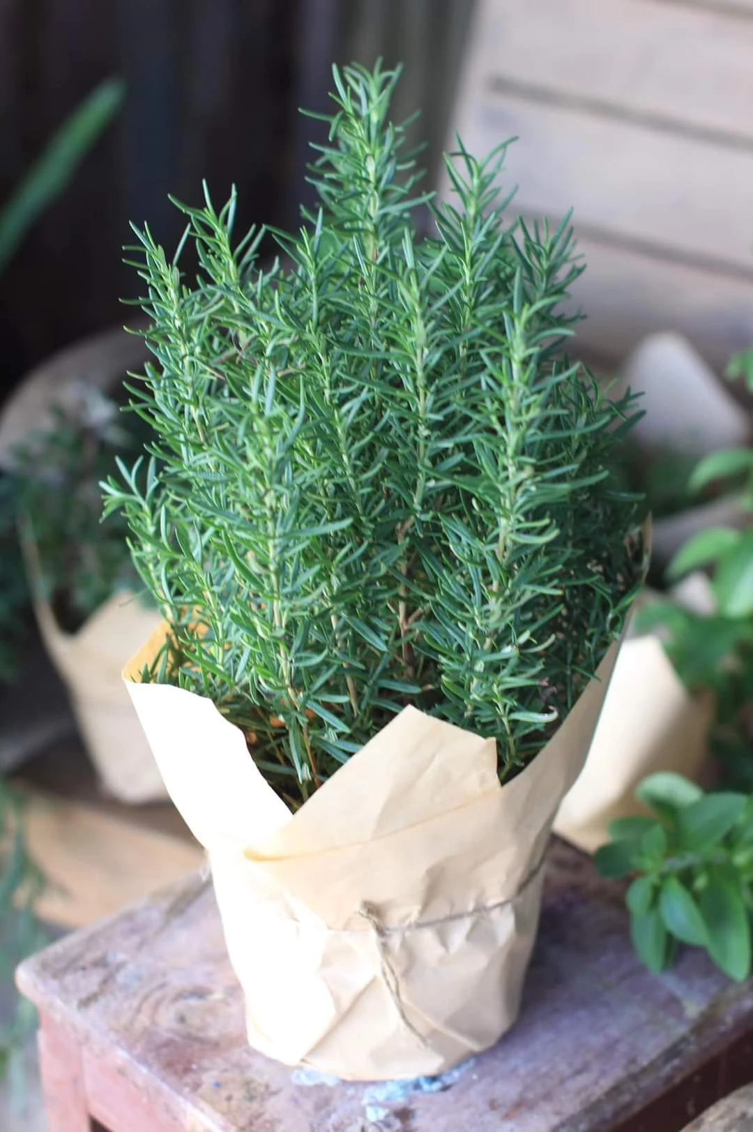 Muỗi chạy mất dép với loại cây phong thủy siêu hợp trồng trong nhà - Hình 2