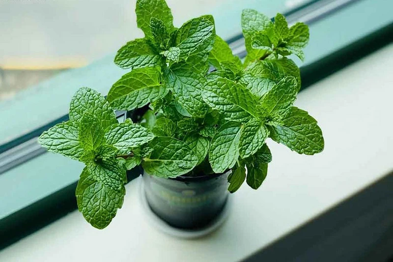 Muỗi chạy mất dép với loại cây phong thủy siêu hợp trồng trong nhà - Hình 1