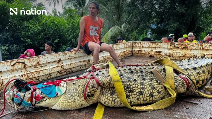 Thái Lan di dời cá sấu nặng 400kg khỏi ngôi chùa ngập nước lũ - Hình 1