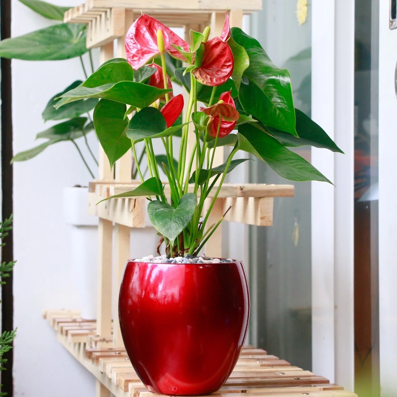 Muốn tài lộc, sức khỏe tốt nên chọn cây và chậu cảnh theo cách sau - Hình 3