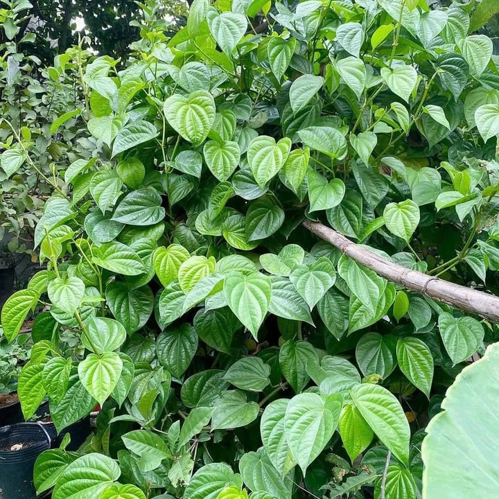 Tác dụng bất ngờ, ý nghĩa và cách bài trí cây trầu không trước nhà mang lại bình an không phải ai cũng biết - Hình 1