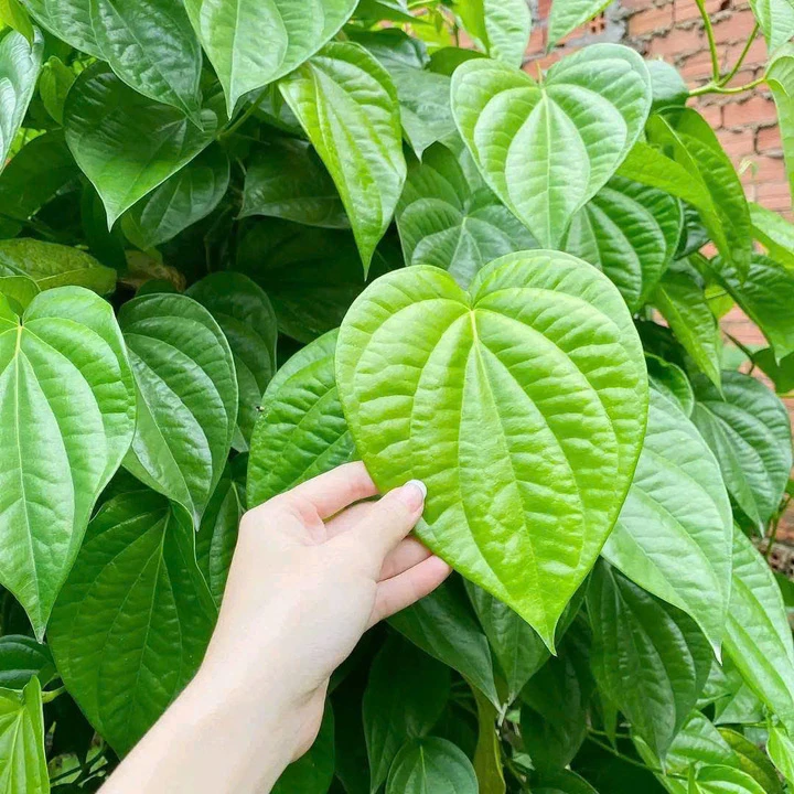 Tác dụng bất ngờ, ý nghĩa và cách bài trí cây trầu không trước nhà mang lại bình an không phải ai cũng biết - Hình 2