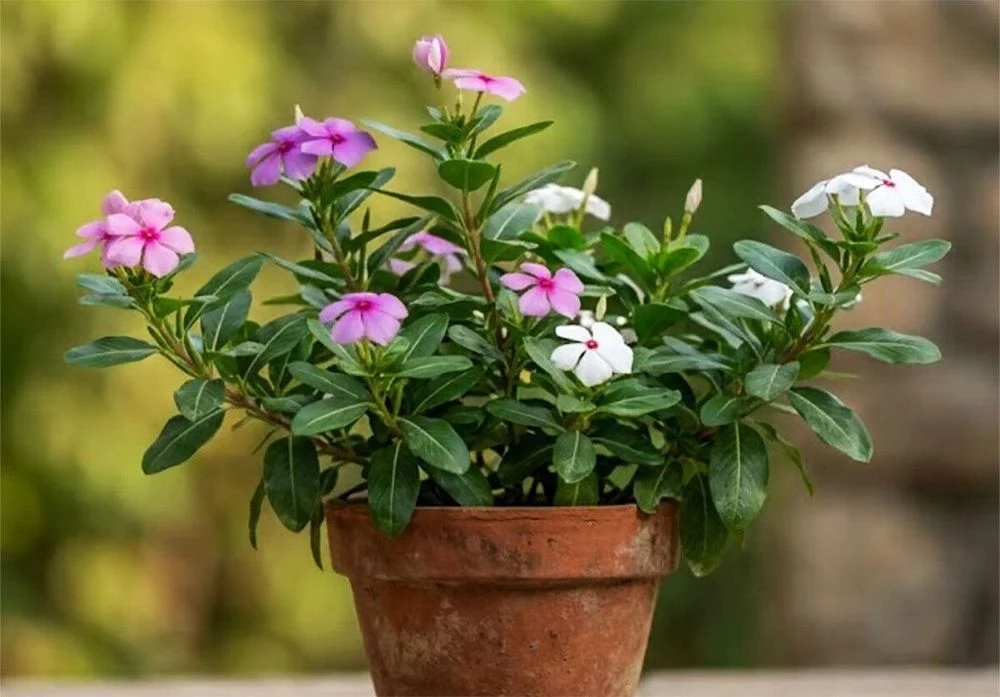 Ban công hướng Tây nắng như đổ lửa, trồng cây gì để vừa sống khỏe vừa đẹp? - Hình 3