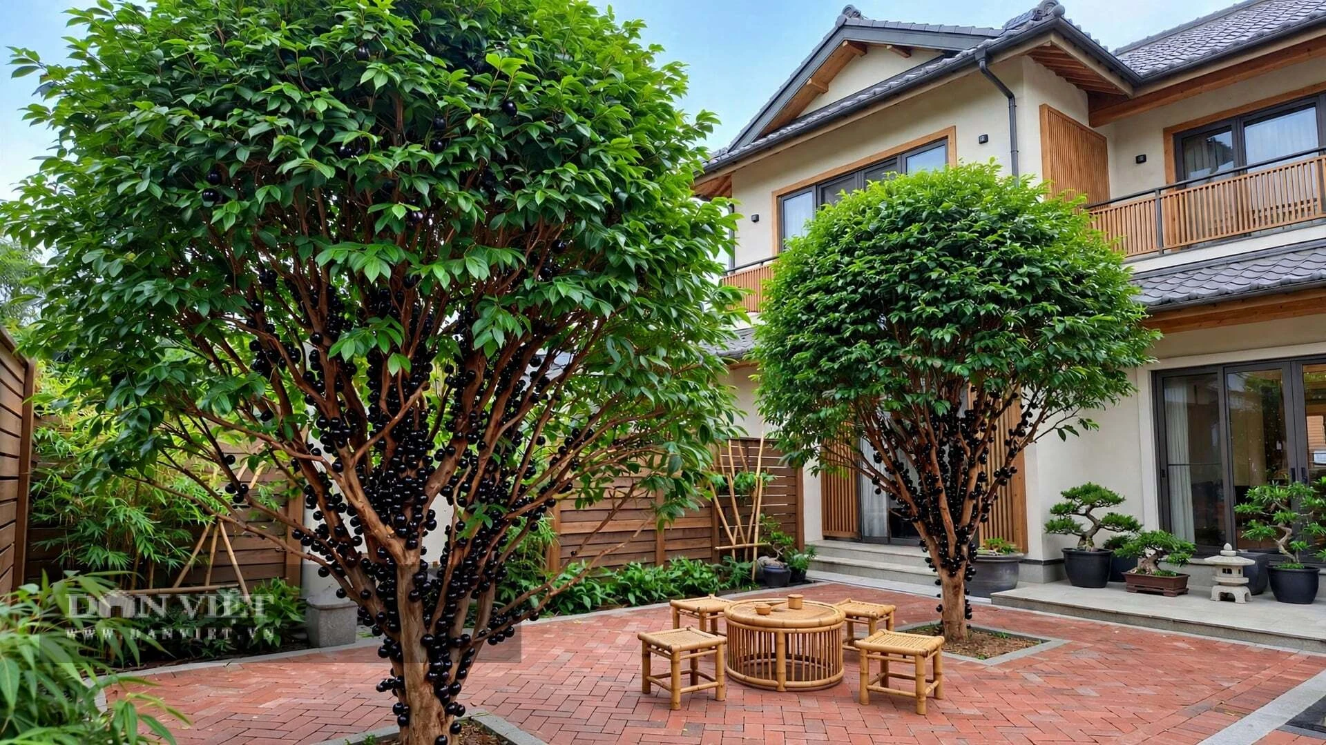 3 cây cảnh cho quả ngọt, tươi đẹp 4 mùa, trồng ở góc sân gia đình đại cát, phúc lộc dồi dào không dứt - Hình 4