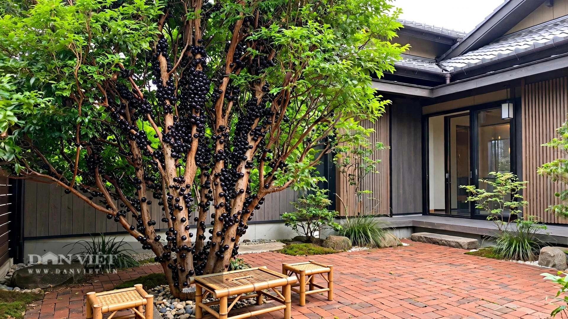 3 cây cảnh cho quả ngọt, tươi đẹp 4 mùa, trồng ở góc sân gia đình đại cát, phúc lộc dồi dào không dứt - Hình 1