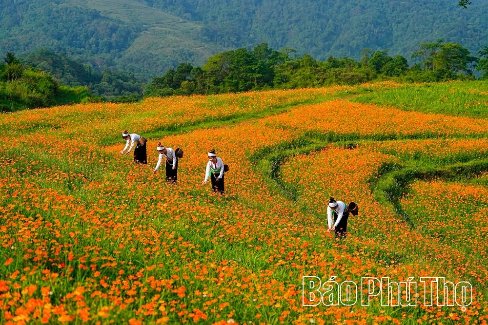 Về miền trái ngọt Cao Phong - Hình 2